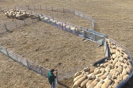 Painéis de quintal de gado galvanizados por imersão a quente para ovinos e caprinos