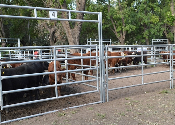 Portas resistentes da exploração agrícola de Panels Metal Galvanized da cerca dos rebanhos animais da altura de 1.6m