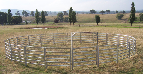 Cerca galvanizada 1.7m maioria Panels dos rebanhos animais do aço carbono, painéis portáteis da cabra
