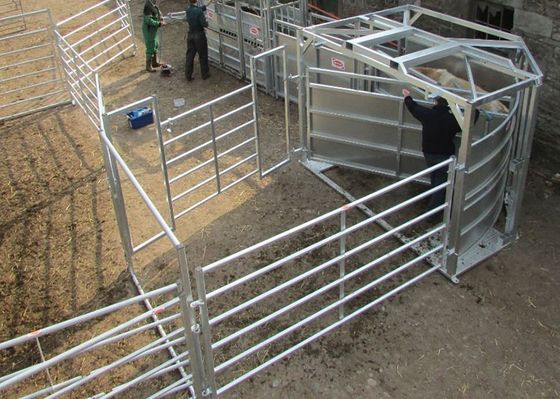 Tubo quadrado cerca soldada Panels For Cattle dos rebanhos animais