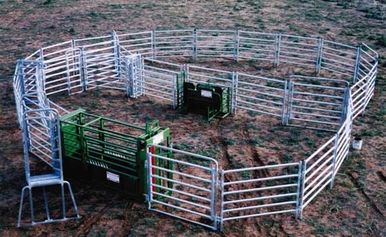8x8 galvanizou a cerca de aço Panels dos rebanhos animais de 5 barras